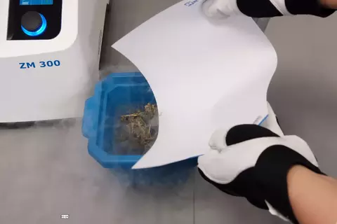 ZM 300: Cryogenic Grinding of dried cannabis flower buds